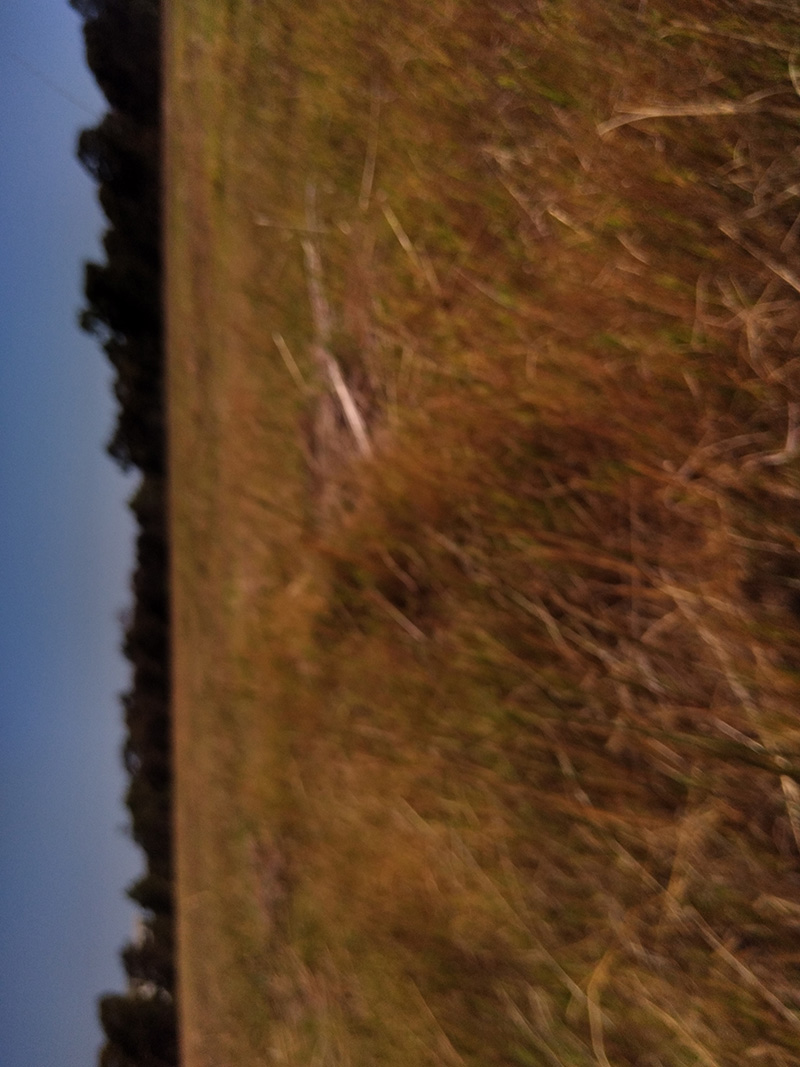 Photograph of Circular Grass Field